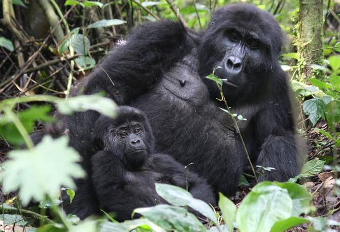 Uganda vs Rwanda Gorilla Trekking: Which Should First-Timers Choose?