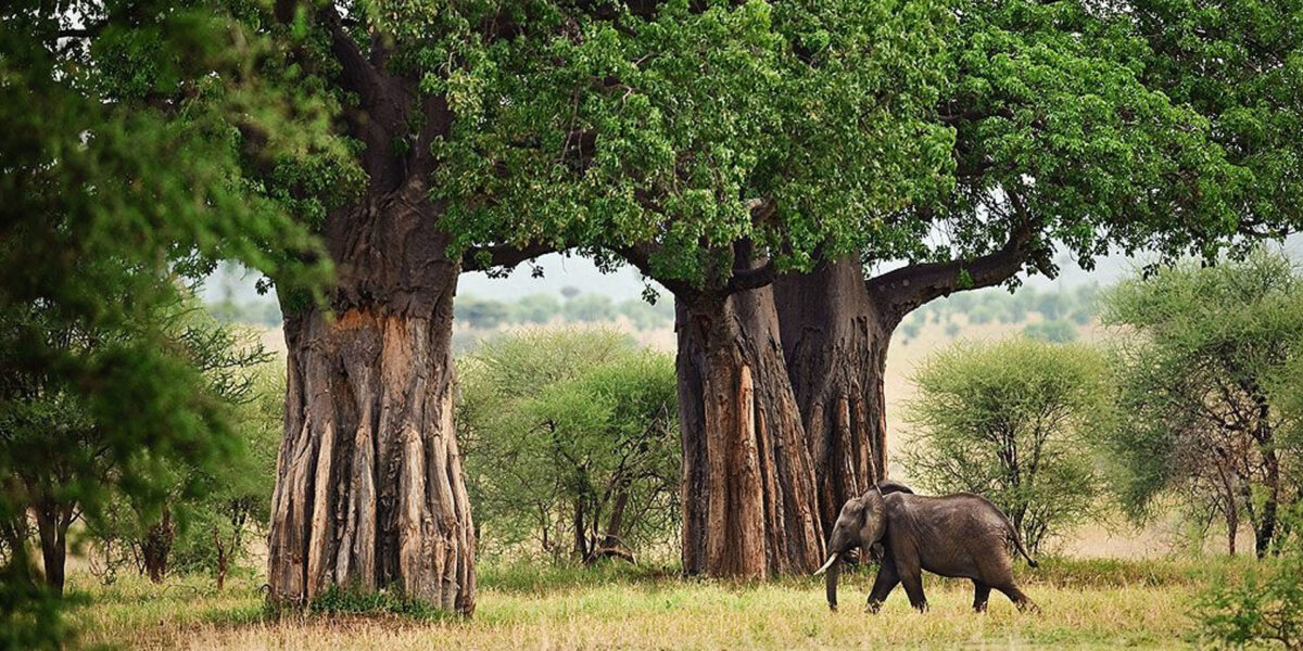 Tarangire National Park