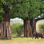 Tarangire National Park