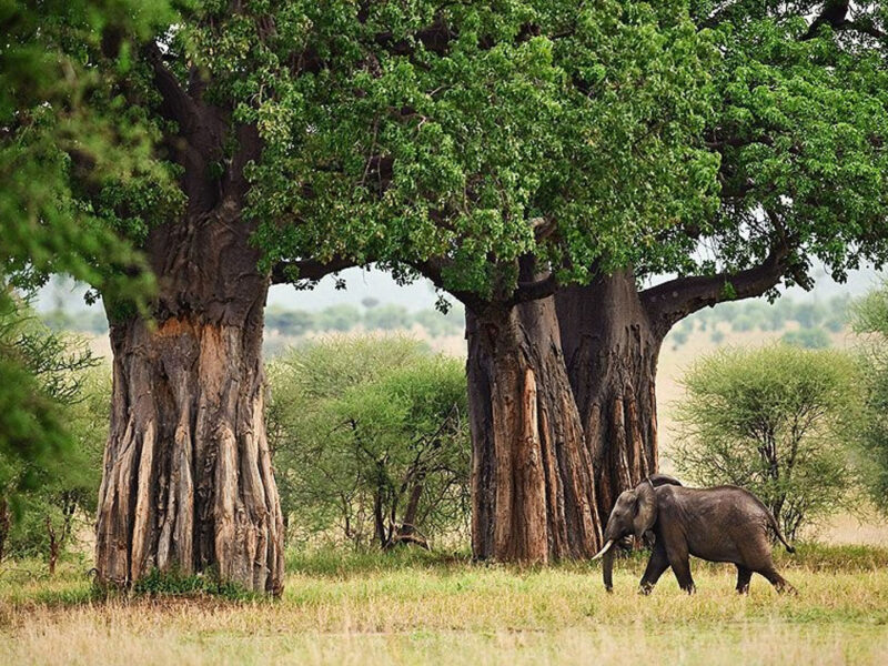 Tarangire National Park
